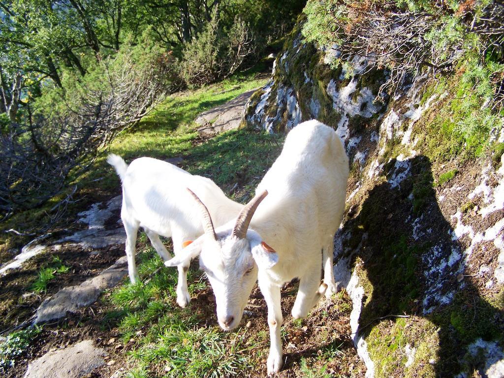Westeras Gard Geiranger Exterior foto